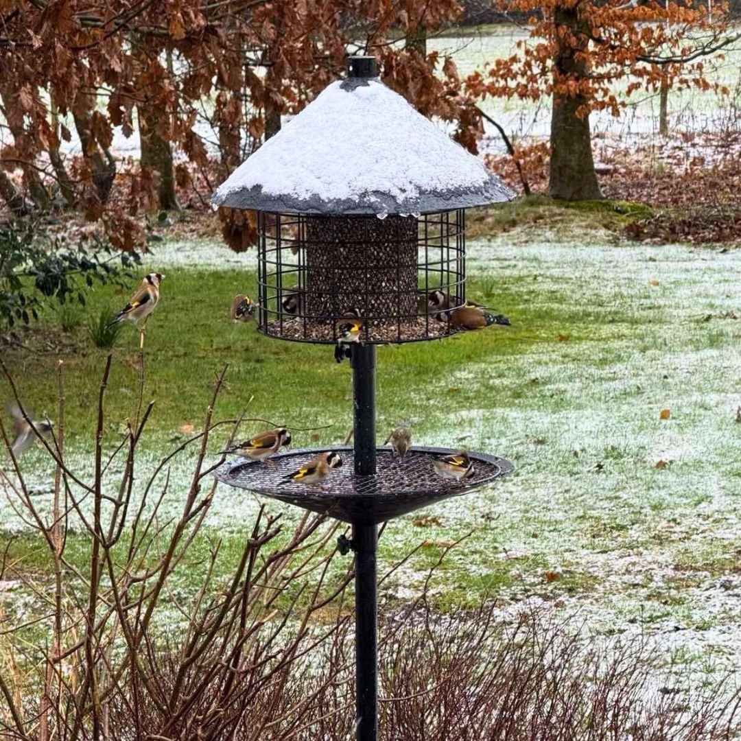 Sortenaeb – Mélange de graines premium pour oiseaux sauvages