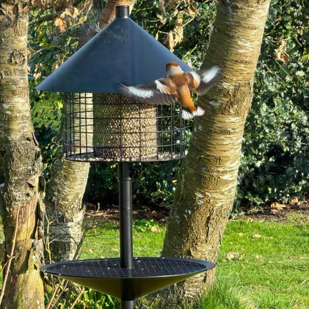 Mangeoire à oiseaux anti-rats