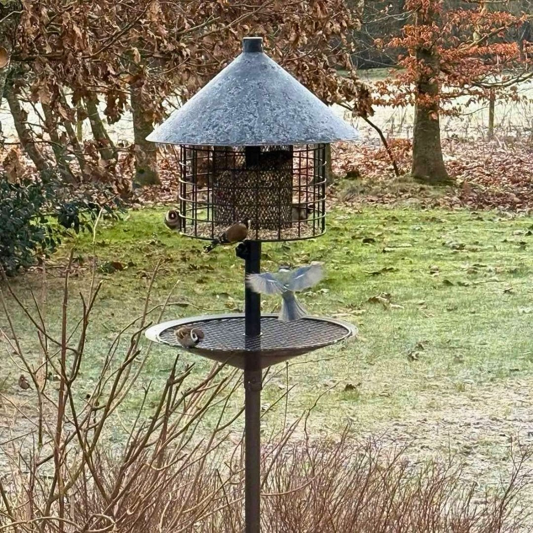 Mangeoire à oiseaux anti-rats