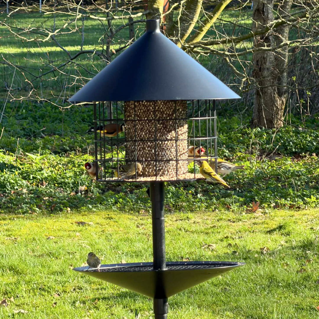 Mangeoire à oiseaux anti-rats