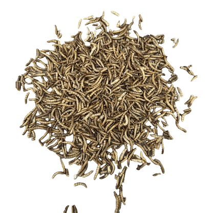 Sortenaeb – Vers de farine séchés, 0,5 kg